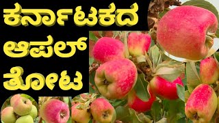 APPLE FARMING IN KARNATAKA | APPLE FARM IN KARNATAKA | APPLE CULTIVATION |  | ಸೇಬು ಕೃಷಿ