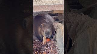 ママが運んでくれた🥕お家で食べるよ#アメリカビーバー #ビーバー #beaver #ビーバーの赤ちゃん #littlebeaver #cuteanimals #animals