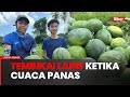 Rezeki cuaca panas: Tembikai di tanah tumpang laris