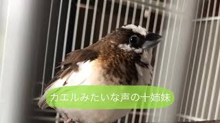 カエルみたいな声の小鳥 bengalese finch