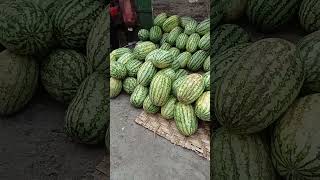 সিজনাল ফল তরমুজ মাশাল্লাহ 🍉👍 #তরমুজ #তরমুজের #viralvideo #ytshorts #trending