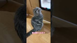 猫用ドアが開かない時のリム様。#スコティッシュフォールド #リム #姫 #かわいい #癒し #猫 #猫用ドア #開かない #猫のいる暮らし #ネコ #cat