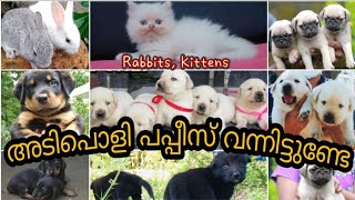 അടിപൊളി Puppies \u0026 kittens | lab,rott,pug, gsd,spitz,dachshund puppies 🔥 | Pets for sale | PETS POINT