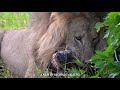 BOTSWANA 2026 / A Short Film from the African Wilderness