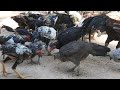 【4K】 Feed chickens food daily [KH Primitive Technology 【HD】04