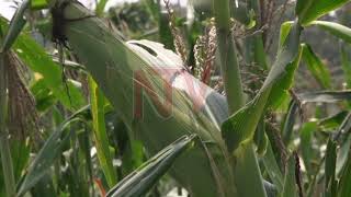 Koboko farmers trained to improve farming skills