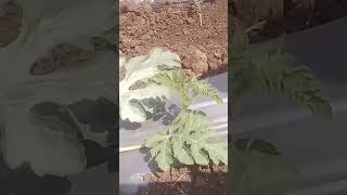 🍉 watermelon crop garden  service Cr Dr PM Yadav Patel