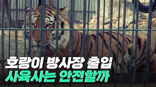 [핫클립] 철저한 관리 속 안전한 환경에서 일하는 사육사 / YTN 사이언스