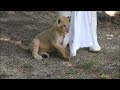 【ライオン】2022 7 20のクレイくん🦁その2　とべ動物園