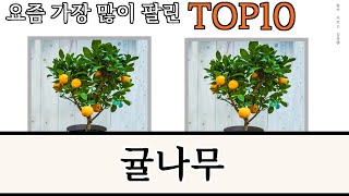 가장 많이 팔린 귤나무 추천 Top10!