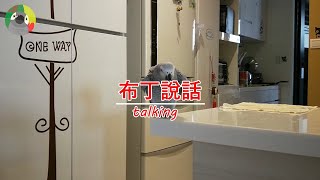 [布布生風]190925灰鸚布丁說話;Gray parrot Budding talking