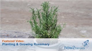 Planting & Growing Rosemary