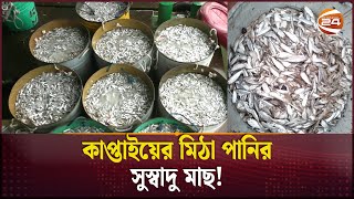 কাপ্তাই হৃদের মাছের বিশ্বজয় | Kaptail Lake Fish | Business | Channel 24