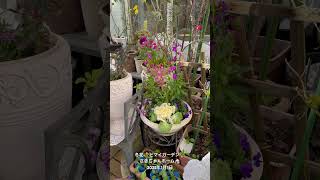 【HD動画】2025年1月1日  冬の花が咲いています。 #flowers #garden #癒し#自然 #naturelovers #薔薇は美しく散る #ばらの花 #rosegarden