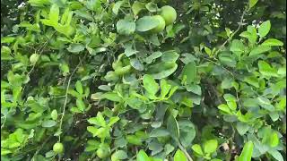 sai sarbati kagji lemon tissue culture 8868999198