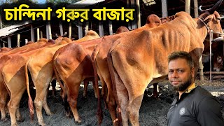 ৪ কোটি টাকার গরু বিক্রি ১ দিনে  | কুমিল্লা চান্দিনা হাট থেকে ২০২৫ কোরবানি উপযোগী বলদ গরুর দাম জানুন