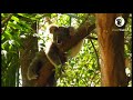 Virtual Nature: Koala Tour