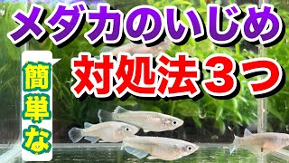 メダカがいじめをする原因とは？解決方法を紹介します！【めだか】