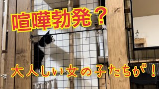 多頭飼い猫6匹　喧嘩は日常茶飯事？