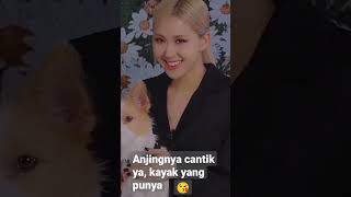 mbaknya suka ngelus-ngelus, anjingnya jadi anteng 😁