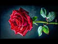 🌹 rose wallpaper for couples phone backgrounds u0026 whatsapp dpz rose 4k @pic_tech_official