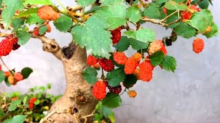 Inspirasi bonsai murbey juara || Bonsai murbei berbuah nancantik