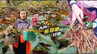 荒山野地大片折耳根，摘了两大框不够装，实在太过瘾了！野菜很多