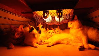 こたつのねこたちLIVE配信　230127