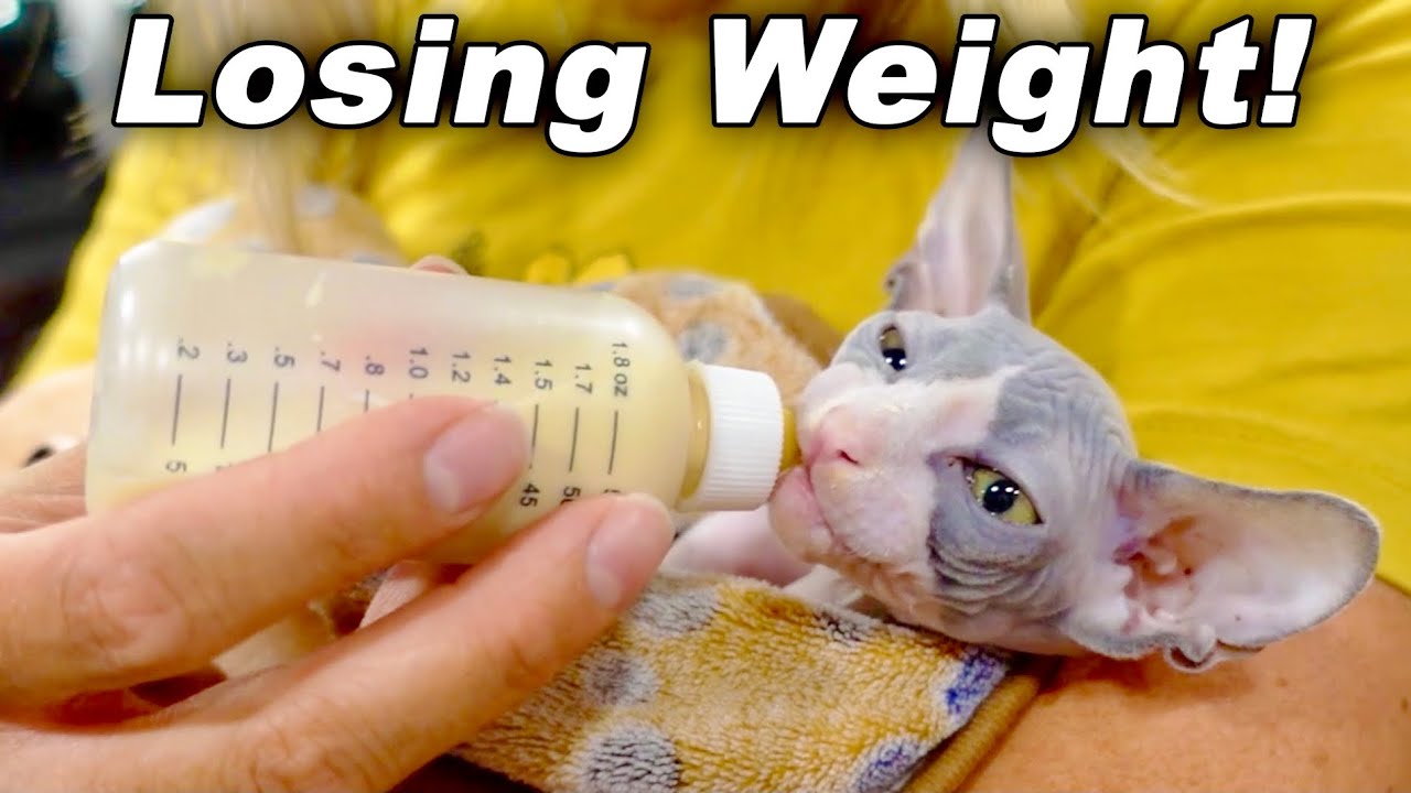 New Baby Kitten Needs Help Youtube