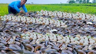 Best Hand fishing! a fisherman catch  a lot of fish by hand skill at rice field