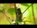 黑枕藍鶲築巢2 black naped monarch