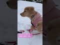 雪遊びに見せ掛けた雪食べ放題 ゴールデンレトリバーの子犬 ゴールデン dog puppy 雪遊び