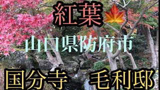 紅葉　山口県防府市　国分寺と毛利邸