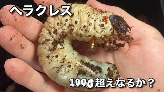 ヘラクレスオオカブトの幼虫が巨大化してる！？