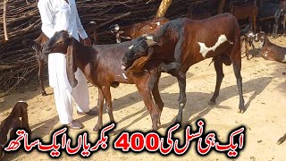 Top Class Nagra Beetal Goats - Omg 400 Nagra Goats - Nagra Goats Farming in Pakistan 2021