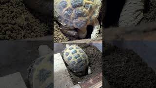 リクガメの産卵/Tortoise Laying Eggs