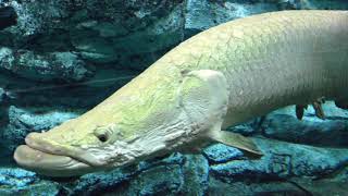 箱根園水族館のピラルクー  生きた巨大淡水古代魚 ピラルク可愛い　　　　Arapaima