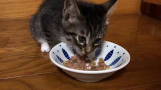 子猫のお食事タイム