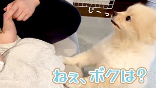 【赤ちゃんにヤキモチ？】飼い主さんに「ボクは？」と主張してくるワンコさん｜PECO