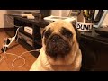 パグ犬 眠い〜 pug パグ