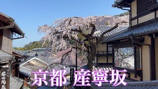 2023年3月20日 【京都の満開の🌸桜】産寧坂のしだれ桜を歩く Sannen-zaka Path,Kyoto 【4K】