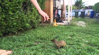 Pet Mongoose