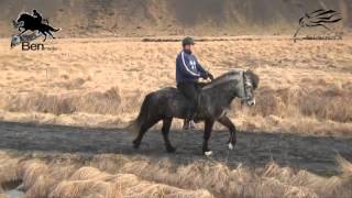 Gæðingur, born 2006, first price stallion, son of Huginn frá Haga