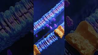 Dopaminergic neurons #medicalanimation #medicaleducation #patientexperience #pharma