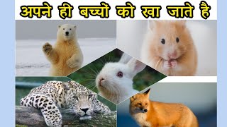 5 ऐसे जानवर जो अपने ही बच्चों को खा जाते है|5 animals that eat their own babies| #ytshorts #short