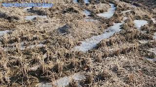 Winter Rice Paddies in Korea(한국 겨울 논), 차갑고 건조한 날씨 속에서 논, 논과 벼농사에 담긴 전통과 자연의 조화 #겨울 논