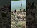 The process of catching fish in a basket