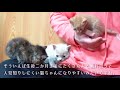 走り寄ってくる子猫ちゃん　４日目