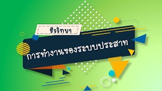 การทำงานของระบบประสาท วิชาชีววิทยา ม.6