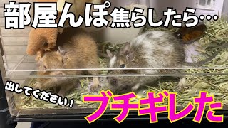 【デグー】部屋んぽしたすぎてブチギレるデグーの鳴き声はこちらです…